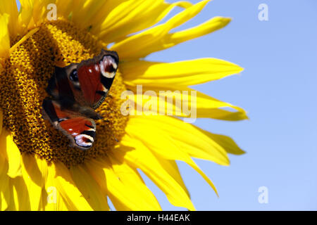 Sonnenblume, Helianthus Annuus, Schmetterling, Tagpfauenauge Tag, gewellt, Blüte Stockfoto