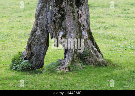Ahorn, Stamm, Rinde, Wurzel, Wiese, Stockfoto