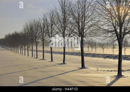 Winterlandschaft, Winter, Schnee, Tree-Serie, Allee, Straße, morgen Stimmung, Deutschland, Hessen, Ode Holz, Stockfoto