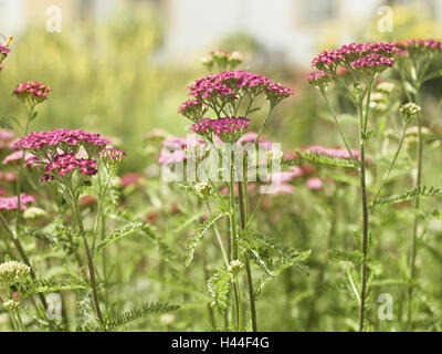 Gemeinsamen Schafgarbe, Achillea Millefolium 'Paprika', Detail, Blüten, rosa, Pflanze, Blumen, Schafgarbenblüten, Blüte, Zeitraum blühen, Verbundwerkstoffe, Pflanze, Heilpflanzen, Gewürze Stockfoto