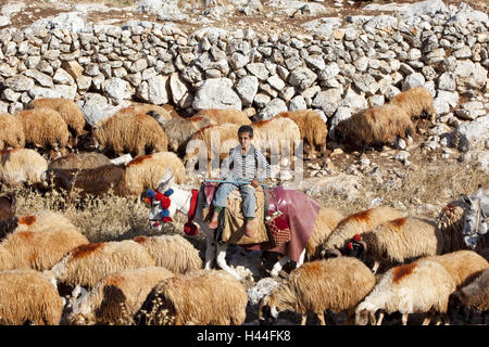 Syrien, Landschaft, Schafe, Esel, Hirte, Stockfoto