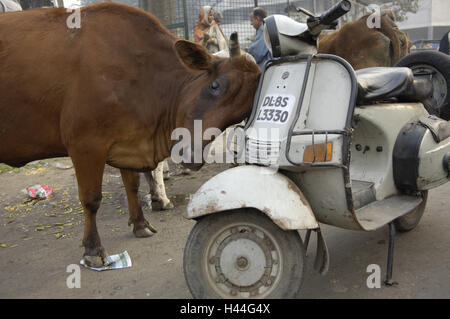 Indien, Delhi, Leben auf der Straße, Tiere, Kuh, Motorroller, Rub, Stockfoto