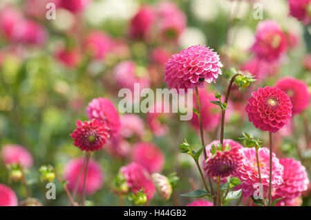 Dahlien, Dahlia spec, Blüten, rosa, Pflanzen, Blumen, Gartenblumen, Zierpflanzen, Zierpflanzen, Verbundwerkstoffe, Sommerblumen, Blüten, Blütenblätter, Blüte, Blütezeit, Stockfoto