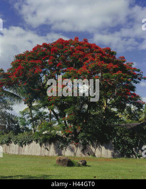 Maskarenen, Insel Mauritius, Flic En Flac, Westküste Flamme Baum, Blüte, Reiseziel, Urlaub, Tourismus, Pflanze, Vegetation, Baum, extravaganten, Delonix Regia, Stockfoto