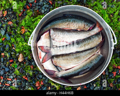 Frischer Fisch in Eisen Schüssel zum Kochen bereit. Closeup. Stockfoto