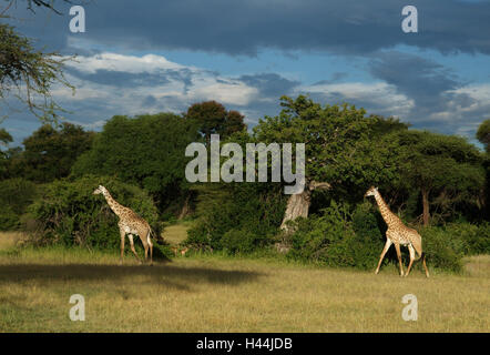 Afrika, Tansania, Ruaha Nationalpark, Giraffen, Stockfoto