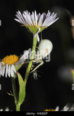 Variable Krabbe Pin, weiss, Weibchen mit Beute, Fliege, Nacht, Stockfoto