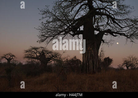 Afrika, Tansania, Ruaha Nationalpark, Landschaft, Götterdämmerung, Stockfoto