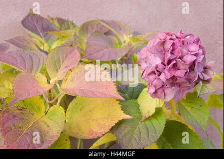 Hortensien, Hydrangea spec, Detail, Blätter, Blüten, Herbst, Stockfoto