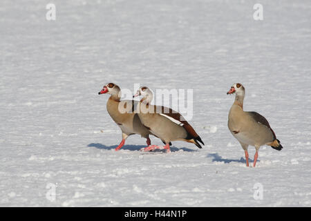 Nil-Gans, Alopochen Aegyptiacus, Winter, Schnee, Stockfoto