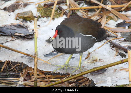 Teich-Huhn, Gallinula Chlor Opus, Stockfoto