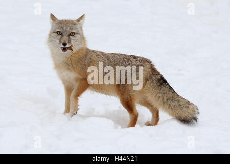 Kit, Fox, Vulpes Velox, Winter, Schnee, Stockfoto