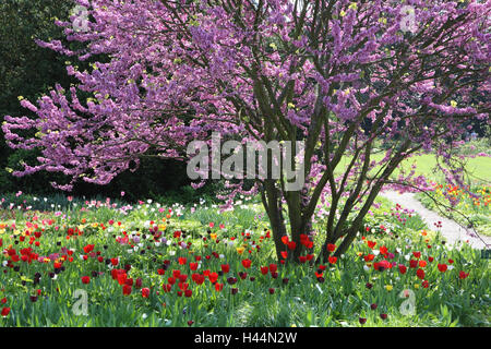 Judasbaum, CER C scharfen Siliquastrum, Tulpen, Tulipa, Wiese, Stockfoto