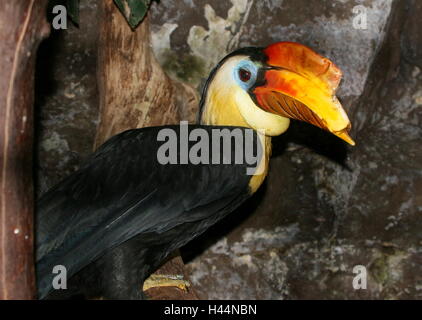Männliche Sunda faltige Hornbill (Aceros Corrugatus) Stockfoto