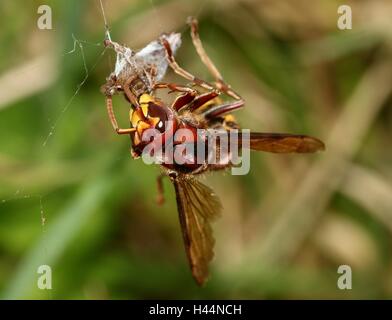 Europäische Hornisse (Vespa Crabro) in einem Spinnennetz, Fütterung auf einer verstrickten Beute Stockfoto