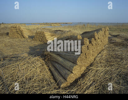 Österreich, Burgenland, neue Kolonisten See, Schilf, Trakt, Stockfoto