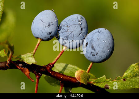 Schlehe, Detail, Zweige, Früchte, Stockfoto