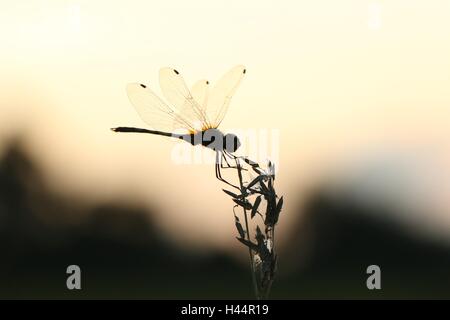 Vintage Foto schöne Libelle auf Pflanzen sitzen. Stockfoto