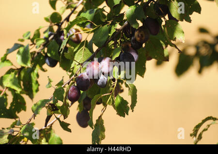 Plum tree, branch, detail, fruits, ripe, Stockfoto