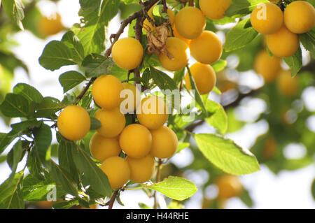 Mirabelle-Baum, Ast, Detail, Früchte, reif, Stockfoto