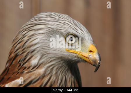 Rotmilan Milvus Milvus, Porträt, Tier, Vogel, Vogel Beute, Gefieder, Tier-Portrait, Deutschland, Mecklenburg-Vorpommern, Vogelpark Marlow, Stockfoto