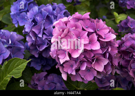 Hortensie, Hortensie blüht, blau, lila, Stockfoto