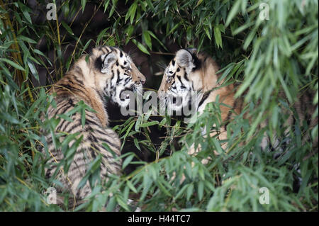 Sibirische Tiger, Panthera Tigris Altaica, Jungtiere, Stockfoto