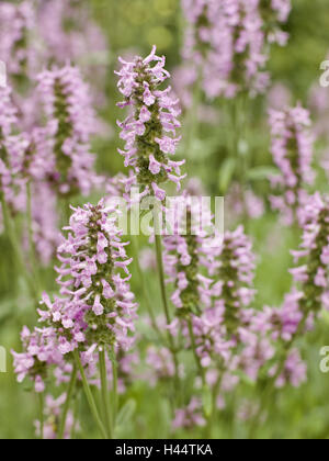 Heil-Ziest, chinesische Artischocke Officinalis, Detail, Blüten, Familie der Lippenblütler Lamiaceae, Flohblume, des Priesters Blume, cog Kraut, Zehrkraut, Kräuter, medizinische Pflanzen, Pflanzen, Blumen, Heilpflanzen, Zeitraum blühen, Blüte, Natur, Stockfoto