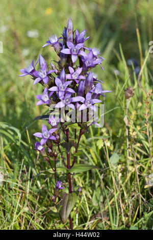 Chiltern Enzian, Gentianella, Germanica, Enzian Pflanzen, Felge, Enzian, Blume, Blüte, Deutsch, Enzian, Enzian Pflanzen, Thread Enzian, Gentianella Germanica, Leben in Tann, Felge Enziane, schwäbische Albtraum, Blüte, Stockfoto