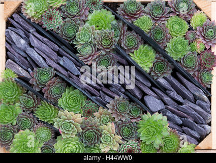 Sempervivum. Hauswurz Pflanzen in einer Holzkiste Muster Stockfoto
