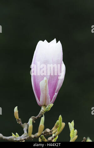 Magenta-Magnolie, Magnolia Liliiflora, Stockfoto