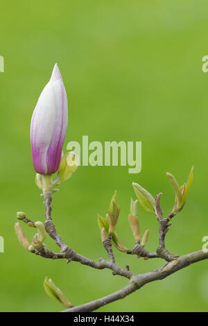 Magenta-Magnolie, Magnolia Liliiflora, Stockfoto