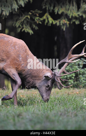 Rothirsch, Cervus Elaphus, Stockfoto