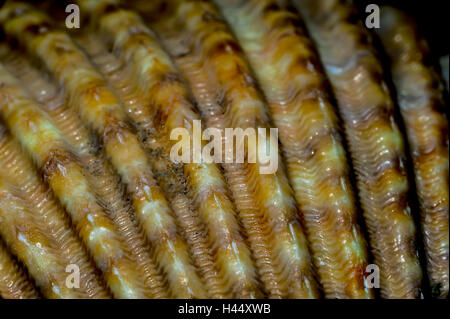 Schnecke-Shell-Reverse-ring Stockfoto