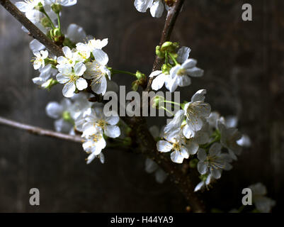 Kirschbaum Blume Zweig, Pflanzen, nützliche Pflanzen, Bäume, Laubbäume, Detail, Obstbäume, Kirschbaum, Niederlassung, Filiale, Blüten, Blüte, leise, Kirschenblüten, blühender Zweig, Kirsche Blüte Zweig, weiß, Natur, Frühling, mittlere Nahaufnahme, detaillierte Schärfe, innen, Stockfoto