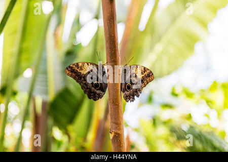 Altrosa Riesen Eule Schmetterling Schmetterlinge des Schmetterlings (Caligo Illionius) in Costa Rica Regenwald Insekt Insekten Natur Wirbellosen Stockfoto