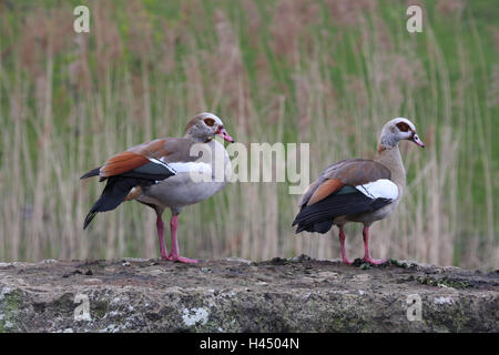 Nil-Gänse, Alopochen Aegyptiacus, zwei, wilde Tiere, Vögel, Deutschland, Gänse, Teich Küste, Ufer, ganzen Körper, halbe Gänse Stockfoto