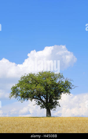 Apfelbaum, Feld, Baum, Einsamkeit, nicht in Anspruch genommene, Sommer, Getreidefeld, Gerstenfeld, Korn, Himmel, Wolken, Landschaft, breitblättrigen Baum, menschenleer, Natur, Obstbaum, Solitär-Baum, Saison, Stockfoto