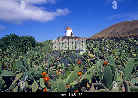 Spanien, die Kanaren Insel Lanzarote, Jardin de Cactus, Fig Kakteen, Windmühle, Stockfoto