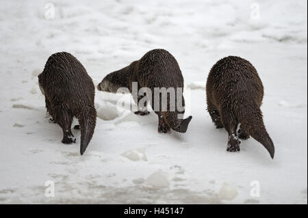 Europäischen Fischotter Lutra, Europäische Viper, Winter, Eis, Schnee, in Gefangenschaft, Stockfoto