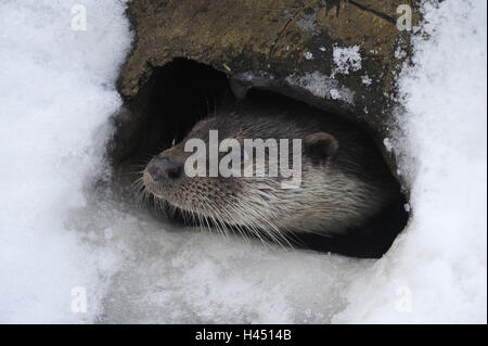 Europäischen Fischotter Lutra, Europäische Viper, Winter, Eis, Schnee, Gefangenschaft, Ansicht Höhle, Porträt, Stockfoto