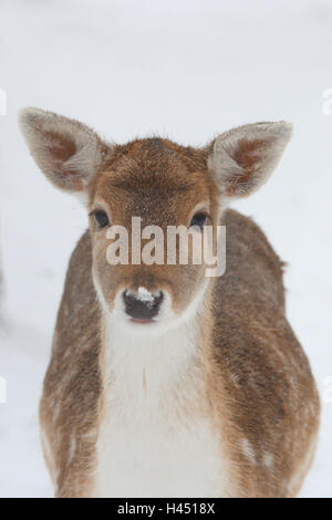 Damhirsch, Porträt, Hochformat, Damhirsch, Weiblich, Damwild, Hind, Säugetier, Spiel, Tier, wildes Tier, Schnee, Natur, Stockfoto