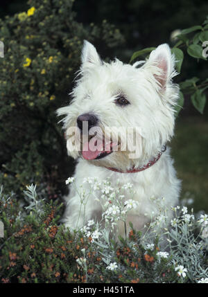 Garten, west Highland White Terrier, sitzend, Wachsamkeit, Tier, Säugetier, Hund, Haustier, Haushund, Rasse, Rasse Hund, Aufmerksamkeit, Erziehung, Gehorsam, draußen, Stockfoto