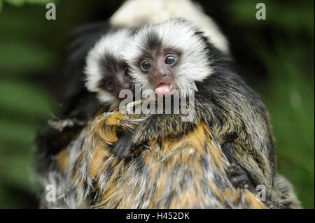 Geoffroy Marmoset, Callithrix Geoffroyi, Mutter Tier, Jungtiere, Stockfoto