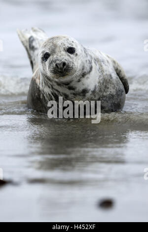 Kegel-Dichtung, Halichoerus Grypus, Strand, Nahaufnahme Stockfoto