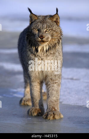 Kanadischer Luchs, Lynx Canadensis, Schnee, gehen Stockfoto