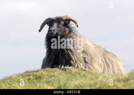 Deutsche Heide, Rasen, liegen Stockfoto