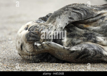 Kegel-Dichtung, Halichoerus Grypus, Strand, Nahaufnahme Stockfoto