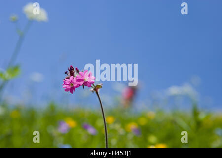 Frühling, Wiese, rote Campion, Silene Dioica, Stockfoto