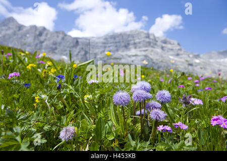 Schweiz, Graubünden, Prättigau, Klosters, St. Antönien, Frühling Wiese, Alpenblumen, Stockfoto